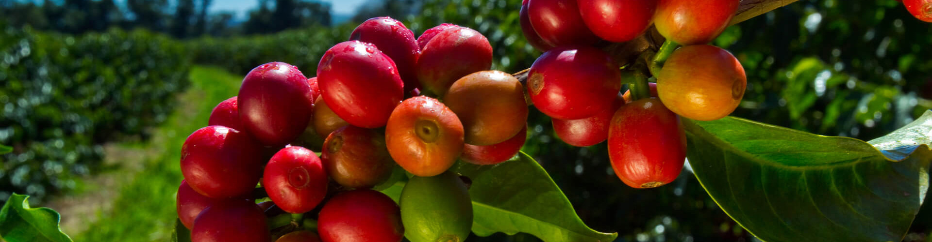 importazione di caffè verde brasiliano | importatori caffé crudo | vendita caffè crudo prezzi