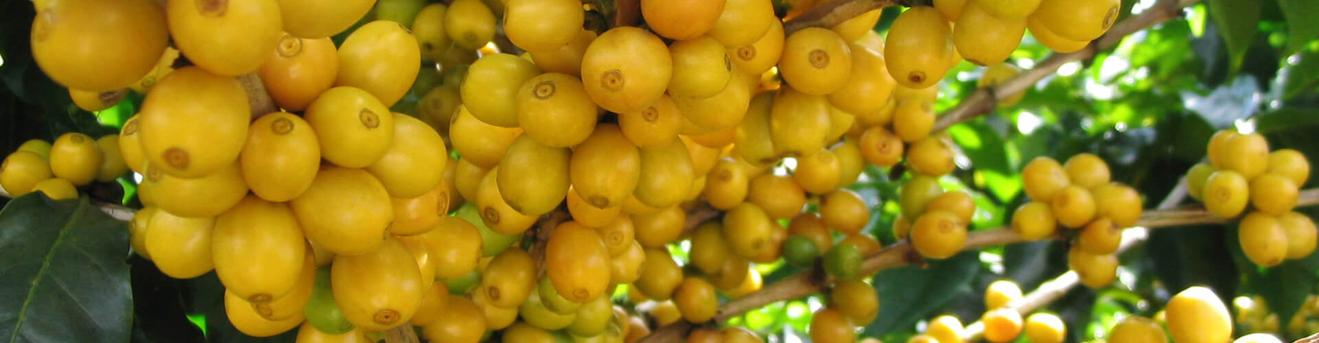 importazione di caffè verde brasiliano | importatori caffé crudo | vendita caffè crudo prezzi