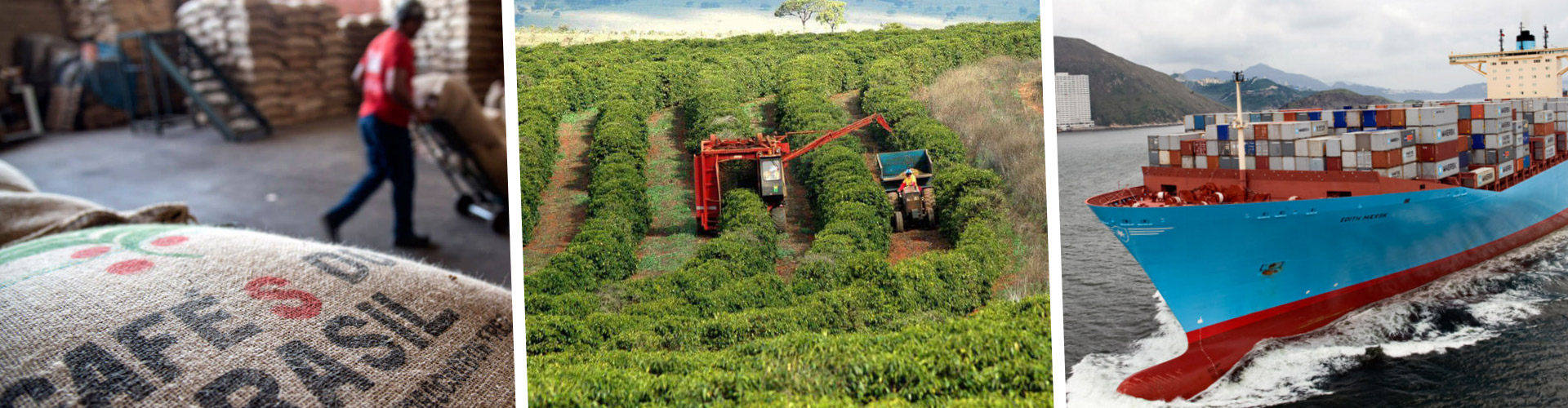 importazione di caffè verde brasiliano | importatori caffé crudo | vendita caffè crudo prezzi