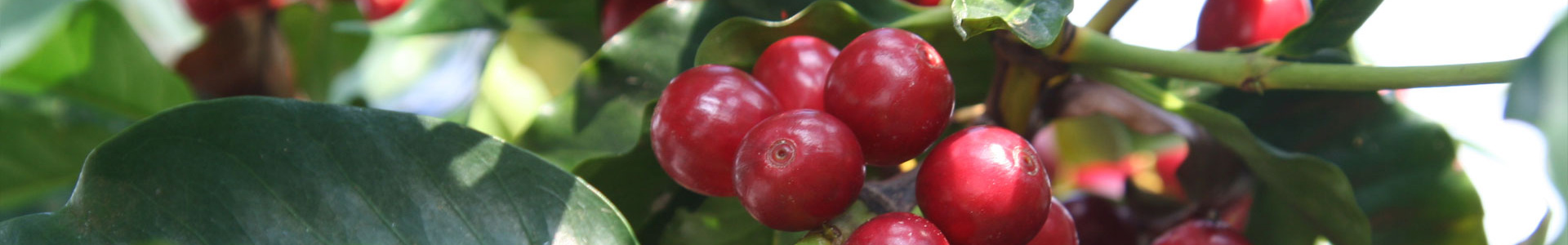 importazione di caffè verde brasiliano | importatori caffé crudo | vendita caffè crudo prezzi